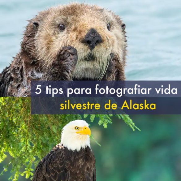 5 Tips para Fotografiar Vida Silvestre de Alaska